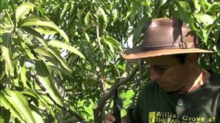 Pruning Vigorous Mango Trees [upl. by Gresham]