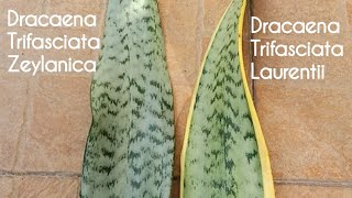 Comparing Dracaena Trifasciata Zeylanica and Dracaena Trifasciata Laurentii [upl. by Kippie]