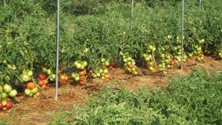 Impressive Big Beef Tomatoes Gardening amp Prepping [upl. by Negrom]