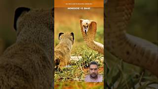 Mongoose Vs Snake ytshorts shorts facts [upl. by Attlee]