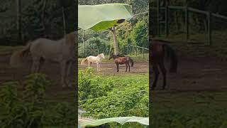 Finca Soley Resort Tucurrique Cartago Costa Rica [upl. by Ynalem937]