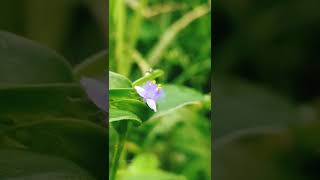 Cyanotis പീലി നീലി shorts flowers [upl. by Adym]