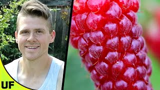 Tayberry Growing Plant Taste Test  Unusual Foods [upl. by Ayerdna]