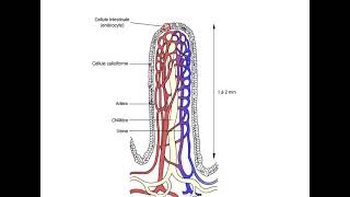 Lintestin grêle La villosités intestinale الخملة المعوية quotANIMATIONquot [upl. by Mailliw]