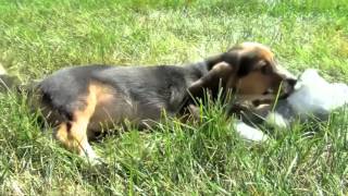 First ever litter of test tube puppies born [upl. by Anastatius211]