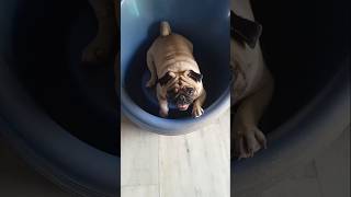 Hazel chala feel ayadu  Hazel pug dog videos  yt shorts  pug shorts  DivyasreeAgrifarm [upl. by Eugen]