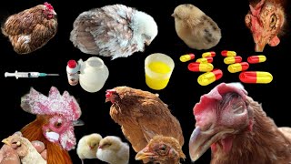 Poultry Diseases Symptoms Prevention and Treatment in Pakistan  DrArshad [upl. by Nonez]