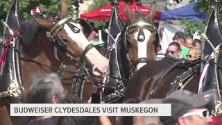 Budweiser Clydesdales visit Muskegon [upl. by Yerbua]