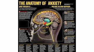 Chemical Neurotransmission [upl. by Adnylg]