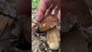 Boletus reticulatus mushrooms hunting [upl. by Giovanni770]