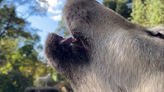 Wolf Pup Howls While Biting Camera 😲 [upl. by Talanian377]