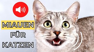 Miauen um Ihre Katze anzulocken 🐱 Katzen miauen sound [upl. by Ripleigh660]