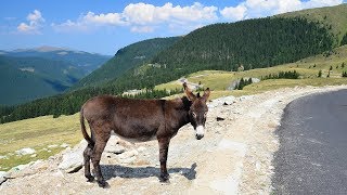 TRANSALPINA 2016 OBARSIA LOTRULUI  RANCA [upl. by Aicilla8]