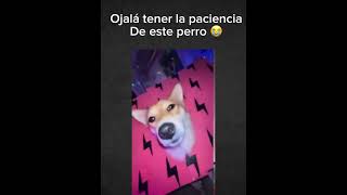 Ojalá tener la paciencia de este perro 😭 humor apt song perros memes paciencia [upl. by Ygiaf315]