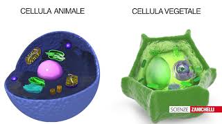 Allinterno delle cellule tratto da Vita 2ed [upl. by Ednalrym]