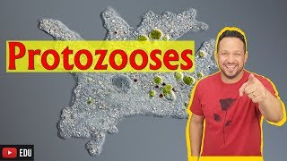 Protozooses  Protozoários  Biologia com o Tubarão [upl. by Byran]