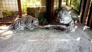 Snow leopard cub snarl off [upl. by Volotta]