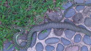 Golden Tree Snake Eating Monitor Lizard After Falling out of Tree Next to Me at Dinacon [upl. by Eanrahs]