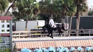 8YO 171H Oldenburg jumping full hunter course for his first time in the hunter ring [upl. by Aihsik571]