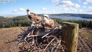 Kielder Ospreys Live Stream Nest 7 [upl. by Aihsoj]