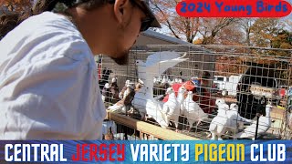 Central Jersey Variety YB PIGEON Show 2024 [upl. by Ro338]