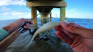 Found a Pile of Fish While Dock Fishing [upl. by Vasiliu634]