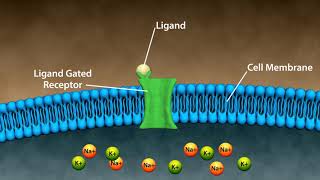 Types of Drug Receptors [upl. by Mandal]