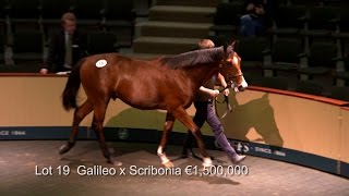 GOFFS ORBY SALE 2014 Highlights [upl. by Annoyek913]