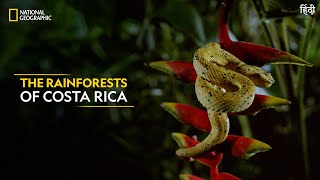 The Rainforests of Costa Rica  Dead by Dawn  Full Episode  S01E04  National Geographic [upl. by Tadich]