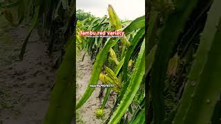 farming plants farmer garden subha bio Agro farm [upl. by Ahsirat]