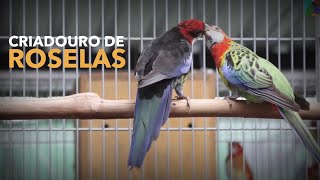 Criadouro de Aves Exóticas  Criação de ROSELAS  BIRDTV [upl. by Ahsiemaj]