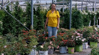 PETITTI Shrub Roses  How to Grow amp Care for Landscape Roses [upl. by Mayda]