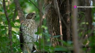 The Hoatzin birds The Unique survivors of naturemental well being [upl. by Bradley]