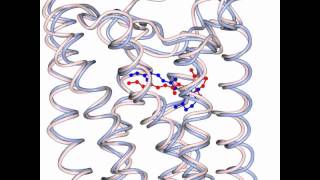 G protein activation by Rhodopsin [upl. by Bradman]