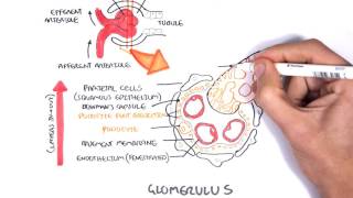 Nephrotic Syndrome  Types and pathology histology [upl. by Gwenni940]