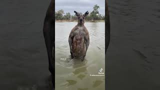 Kangaroo Tries to Drown Dog and Owner [upl. by Trella32]