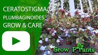 Ceratostigma plumbaginoides  grow amp care Hardy Plumbago [upl. by Pironi]