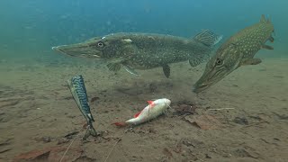 Pike Fishermen MUST Watch This Video [upl. by Aisetra722]