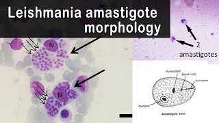 Leishmania amastigote morphology [upl. by Nyllij945]