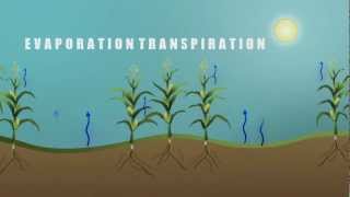 Understanding Evapotranspiration ET [upl. by Champagne]