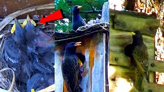 Busy European Starling Parents Feeding Their Chicks  Nest Box Compilation [upl. by Pomcroy449]