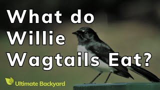 What do Willie Wagtails Eat [upl. by Wilfreda771]