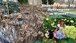 Should I Prune My Hydrangeas in Winter [upl. by Anowahs]