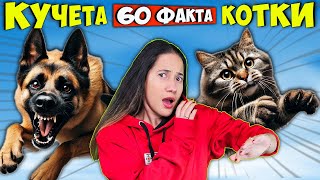 60 Факта за КУЧЕТАТА и КОТКИТЕ [upl. by Sisenej]