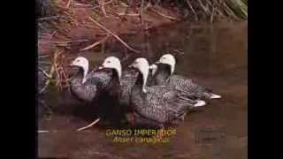 Ganso Imperador Anser canagicus Fazenda Visconde aves aquáticas ornamentais [upl. by Dinnie]