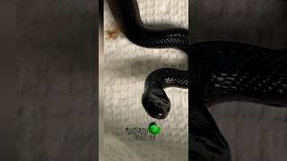 Snake did not eat for 2 weeks molinarosnakelab kingsnake mbk reptile snakefeeding witchy diy [upl. by Daryn578]