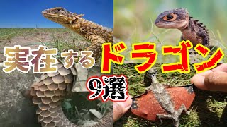 【ゆっくり解説】ドラゴンのような姿の実在する生物9選 [upl. by Kcired]