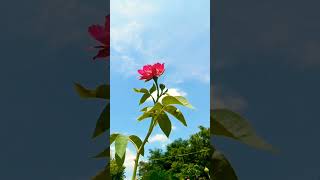 kadhalar Dhinam Tamil songs love tamil sunset music lovebgmz [upl. by Nickerson]