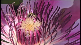 Pacific Northwest Springtime  Flowers Bees amp Birds [upl. by Ellered239]