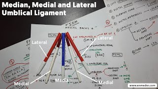 Medial Median and Lateral Umbilical Ligament  NEET PG INICET [upl. by Apurk541]